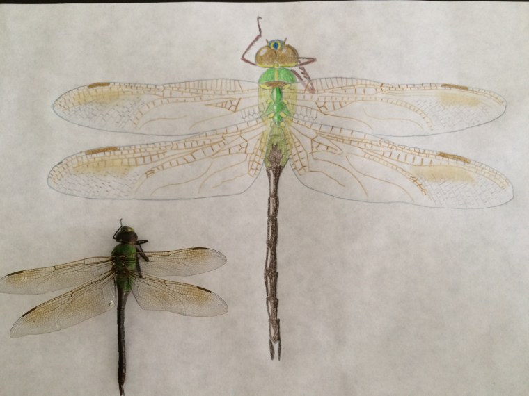 First drawing 5 complete