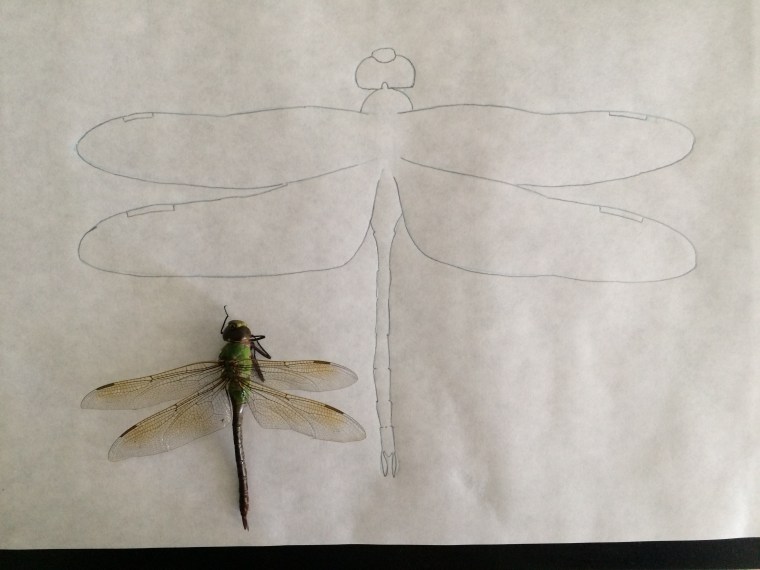 First drawing outline