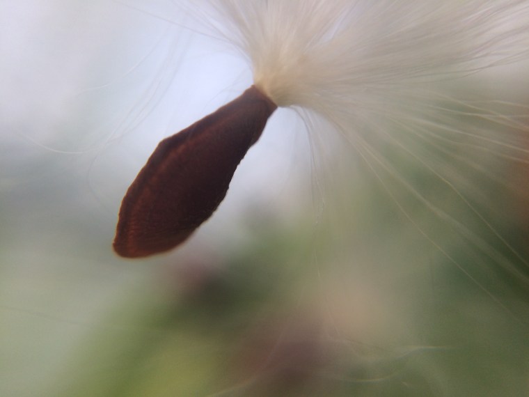 Milkweed seed