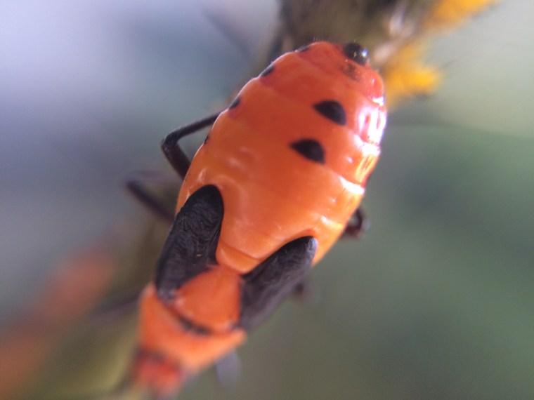 Nymph wing bud detail