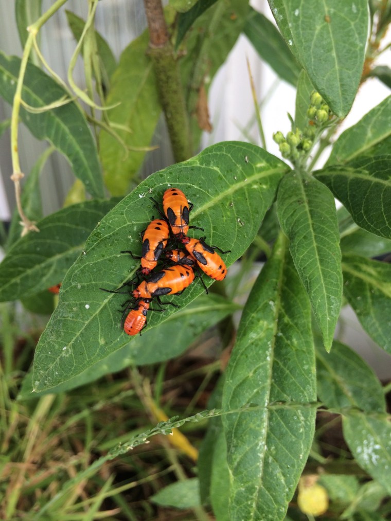 Nymphs clustered on a leaf