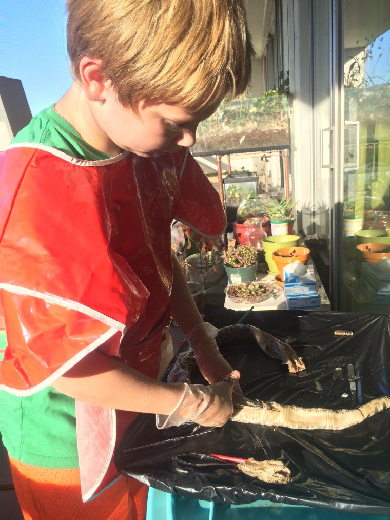 Cutting open the belly