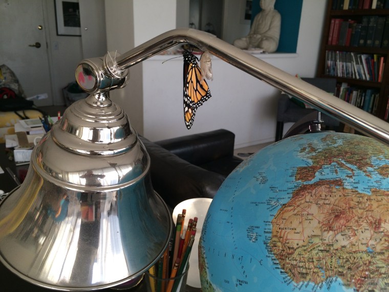Monarch on lamp