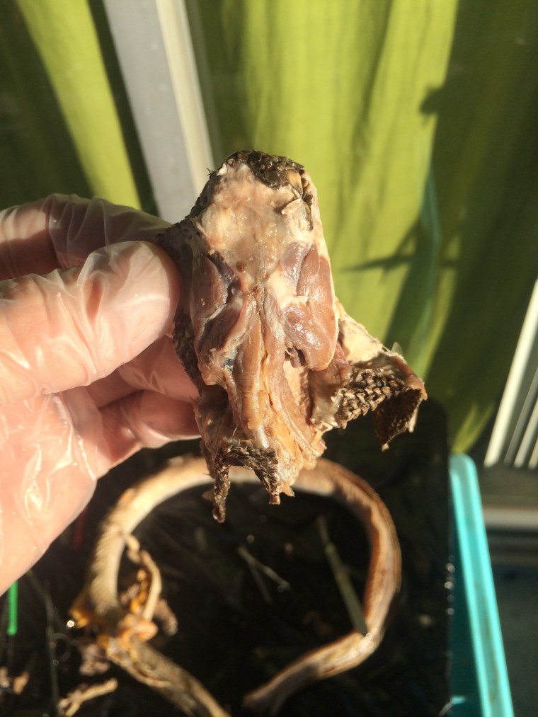 Musculature of the head