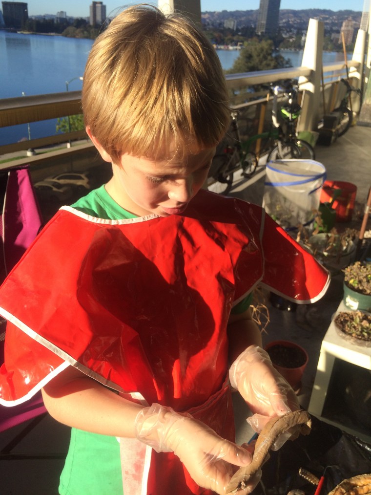 Studying the liver 2