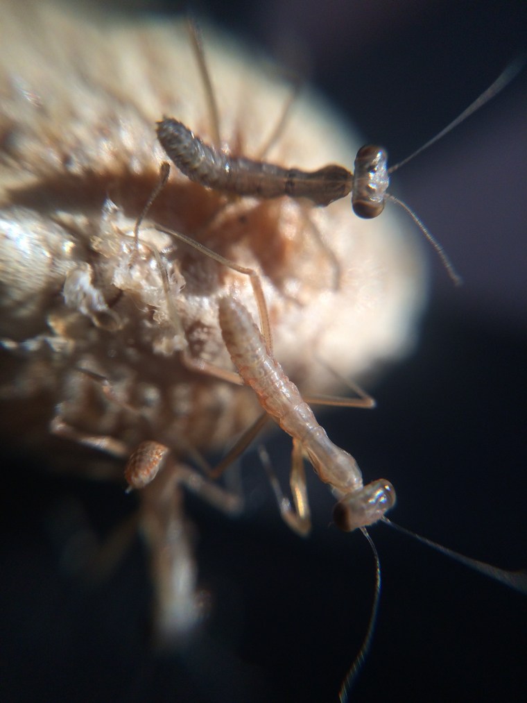 Mantis religiosa nymphs 1