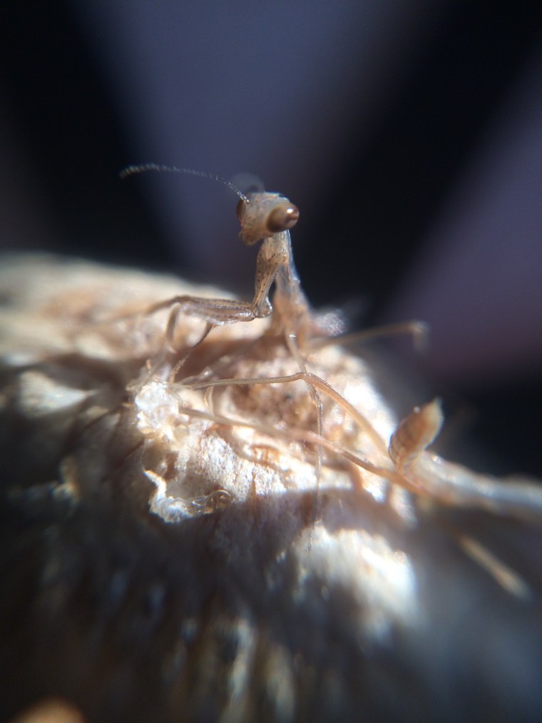 Mantis religiosa nymphs 3