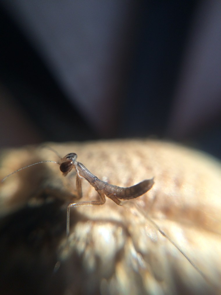 Mantis religiosa nymphs 4