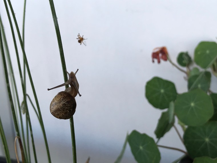 Helix aspersa climb 1
