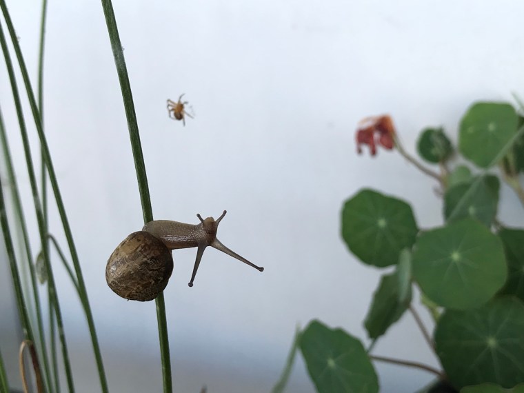 Helix aspersa climb 2