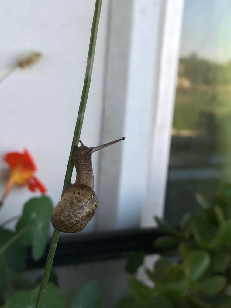 Helix aspersa climb 3