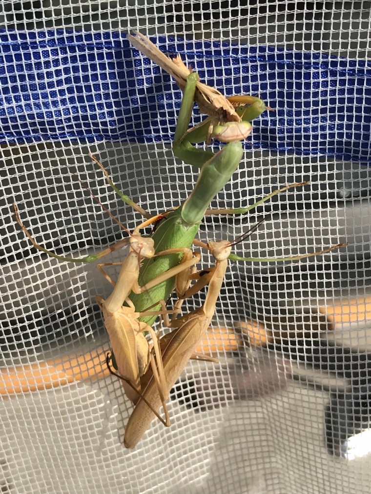Eating a grasshopper