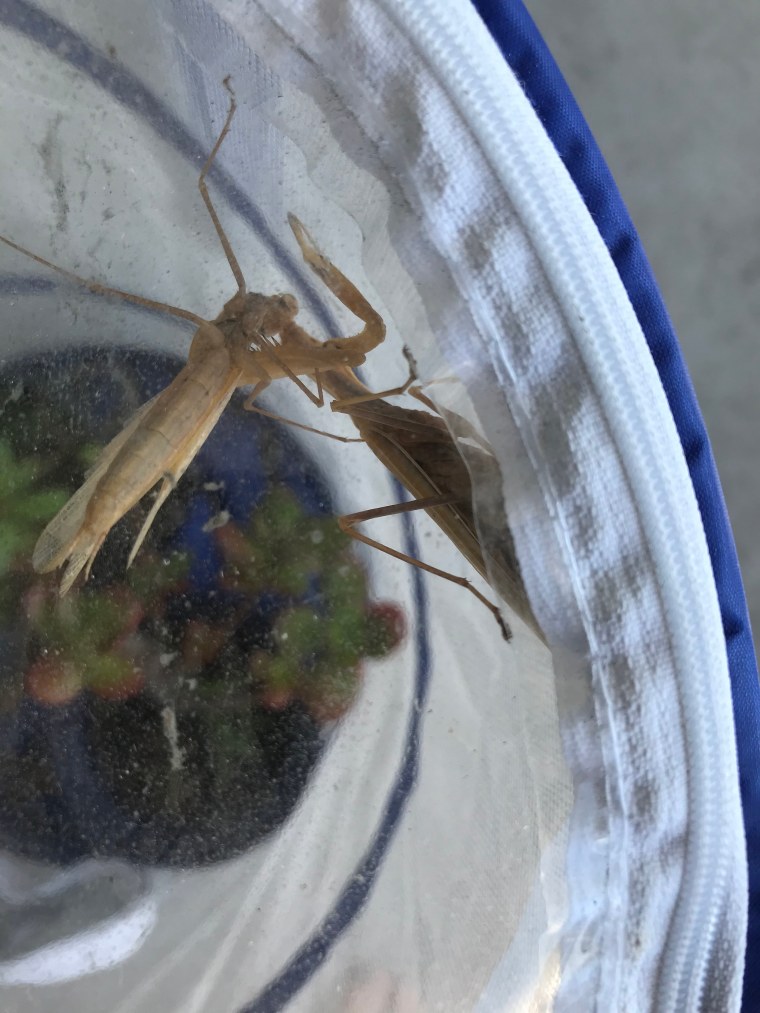 Female Mantis religiosa eating male