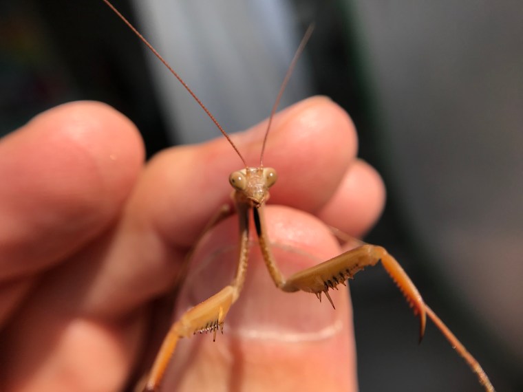 Mantis religiosa male
