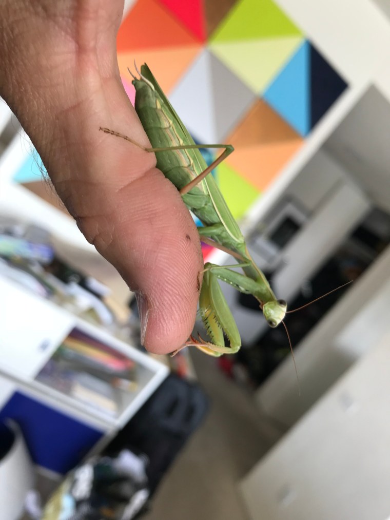 Mantis religiosa female