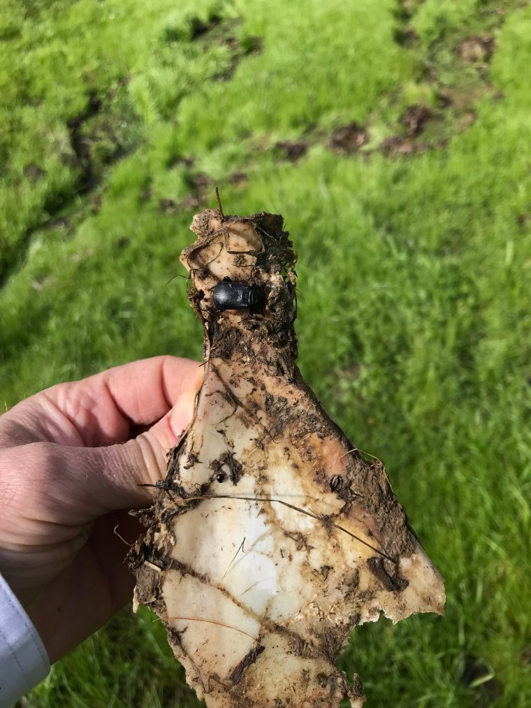 Nicrophorus beetle on deer scapula