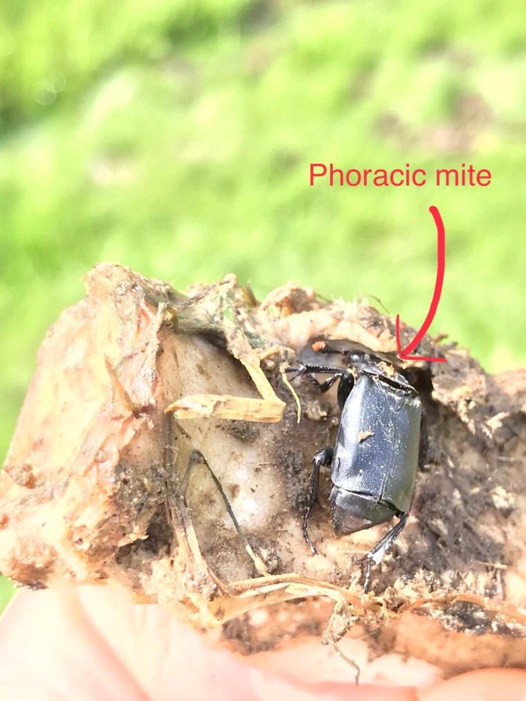 phoracic mite carrion beetle